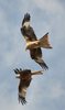 Red kites 2