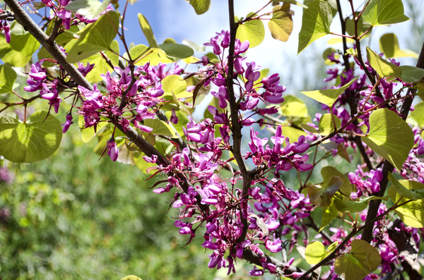 Free Stock Photos Rgbstock Images Little Violet Little Violet Flowers Tree