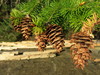 pine cones