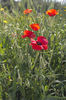 Wild poppies