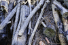 pile of wood