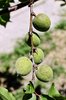 unripe apricots