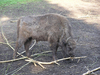 Bisons