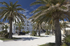 Palm tree piazza