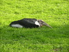 Marabou Stork