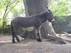 Donkey