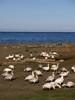 geese on the beach
