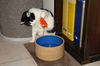 Kitten play with toy