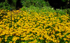 Yellow Daisies