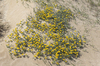 Sand dune flowers