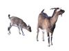 Goats