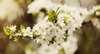 cherry blossom