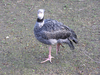 Huge bird