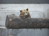 Brown bear