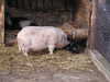 Pigs