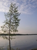 Lonely tree