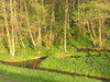 Swamps
