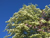 dogwood tree