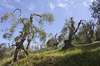 Pollarded olive trees