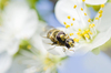 Ode to spring