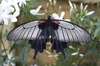 Indigo butterfly