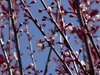 Flowering Plum Tree