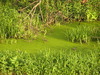 Swamps