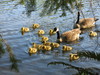 goslings