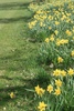 Daffodils
