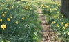 Daffodils