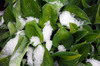 Spring Plant