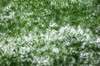 Spring Plant