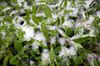 Spring Plant