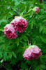 Spring Plant