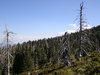 Dead trees