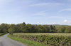 Sussex landscape in spring