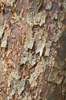 Flaking bark