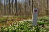 Heart of spring - HDR