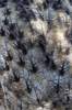 Eagle owl feathers