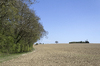 Field in spring