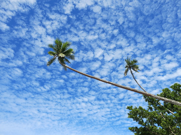 palm trees