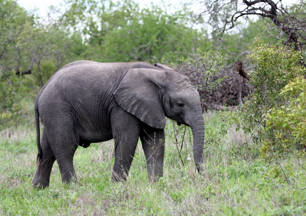 African Elephant Cow and Baby