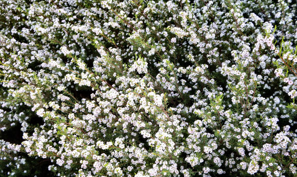 Free Stock Photos Rgbstock Images Flowering Flowering Diosma2 Clipped And Shaped Diosma Hedge Bush