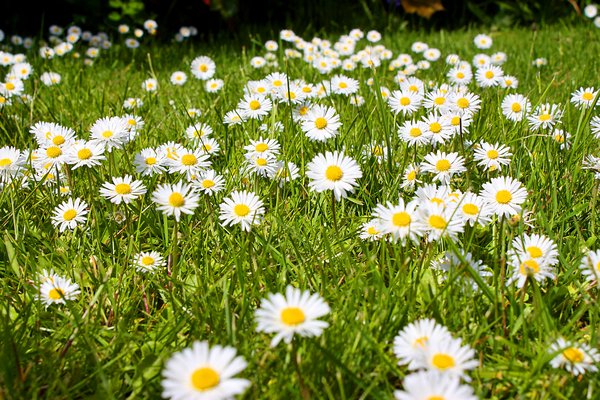 Free stock photos - Rgbstock - Free stock images | Daisies | Graphic ...