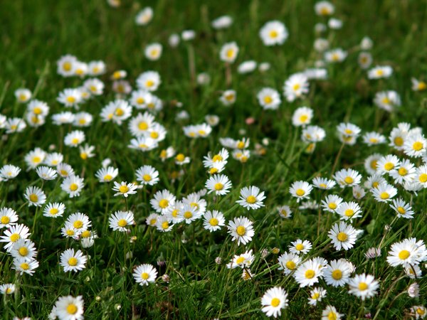 Free stock photos - Rgbstock - Free stock images | Texture - marguerite ...