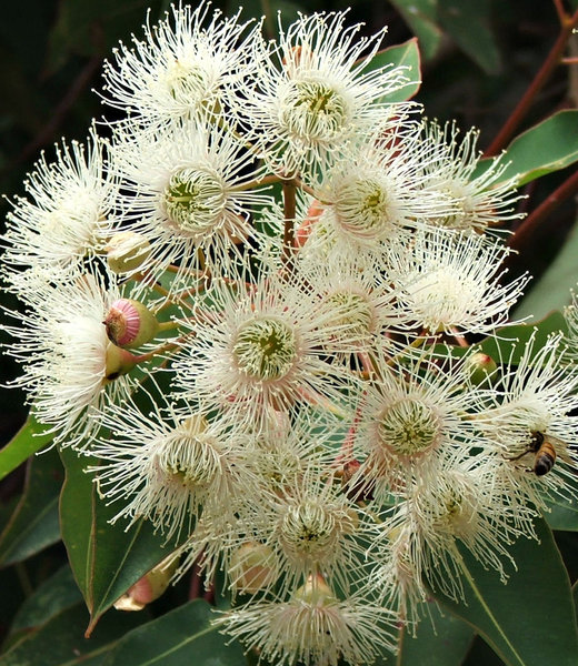 Free stock photos - Rgbstock - Free stock images | white gum tree ...