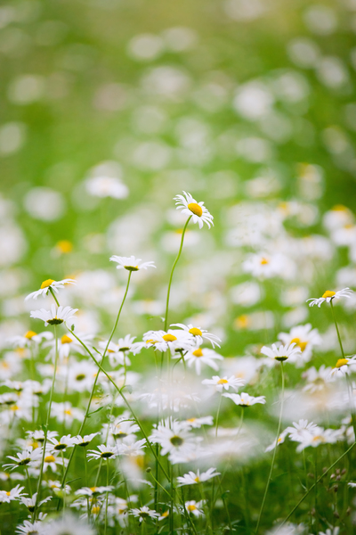 Free stock photos - Rgbstock - Free stock images | White Daisies in ...