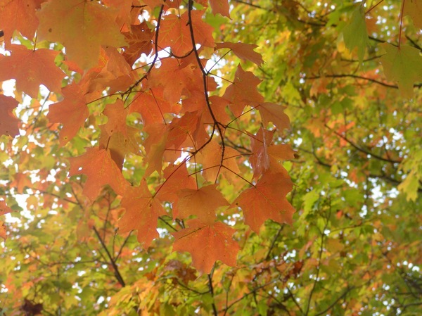 Free stock photos - Rgbstock -Free stock images | Autumn Peach ...