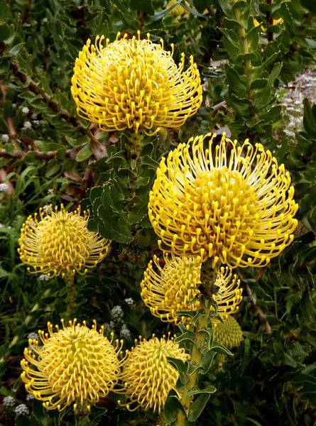 Free stock photos - Rgbstock - Free stock images | yellow pincushion ...