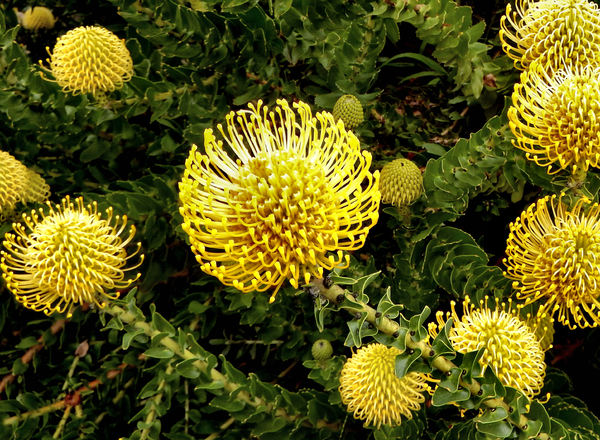 Free stock photos - Rgbstock - Free stock images | yellow pincushion ...